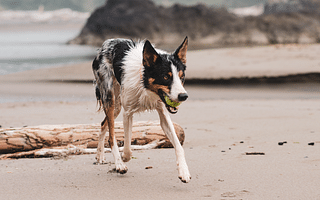 🐶 Fetch Training for Dogs: Do's and Don'ts