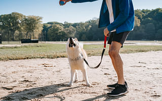 🐶 Mastering the Art of Fetch: A Step-by-Step Guide 🎾