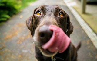 🐶 What's Your Dog's Fetch Training Style?